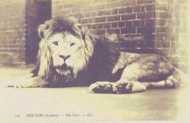 lion1a.jpg